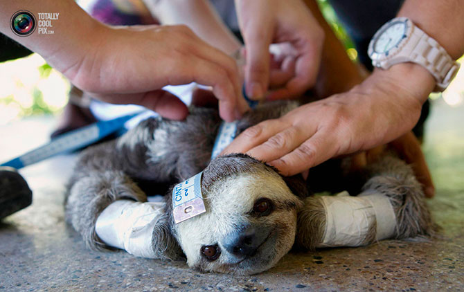 670x422, 66 Kb / ленивец