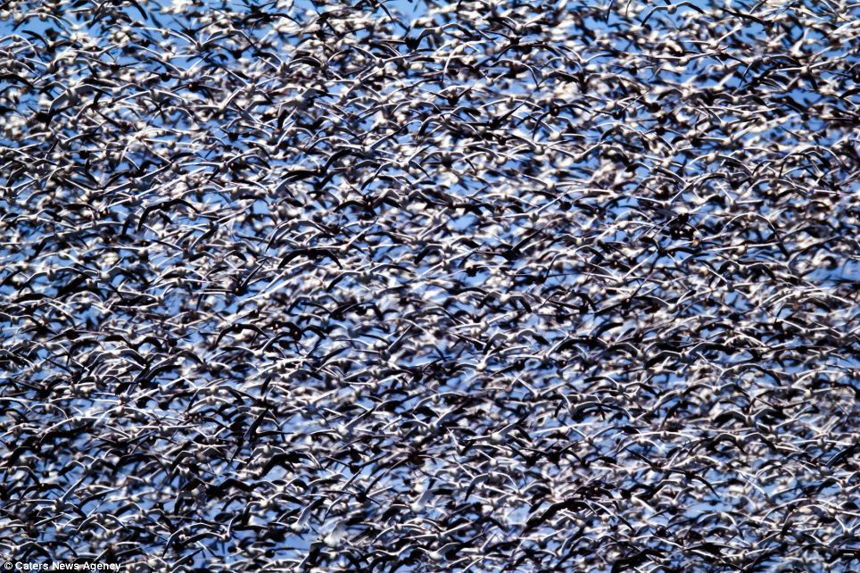 964x642, 249 Kb / стая, туча, птиц