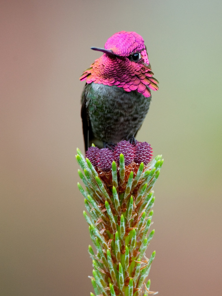 768x1024, 154 Kb / птица, цветок, окрас