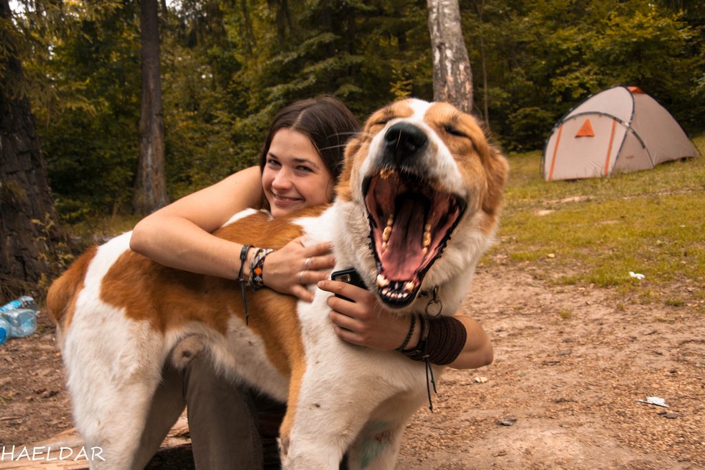 1024x683, 154 Kb / собака,  пасть, палатка