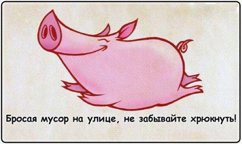 480x287, 24 Kb / люди, свиньи, хрюшка