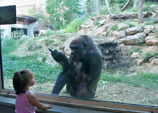 612x440, 148 Kb / обезъяна, ребенок, стекло, фак