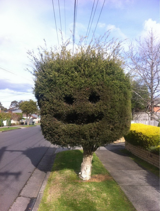 684x900, 282 Kb / дерево, рожа, стрижка, дорога