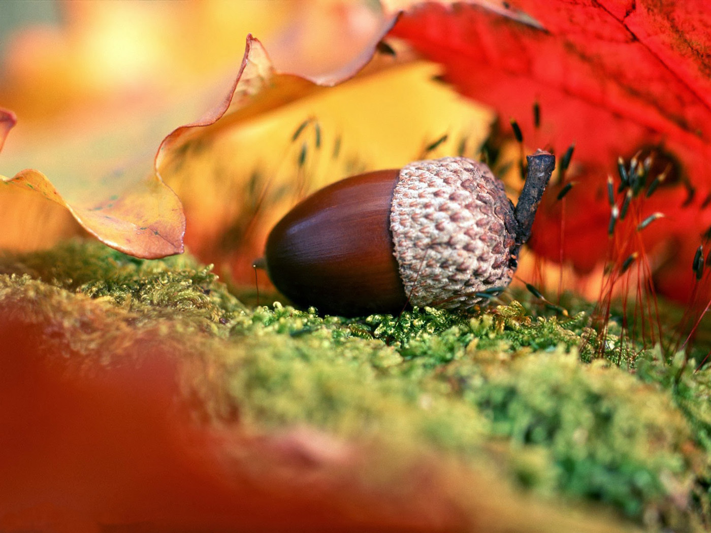 1400x1050, 327 Kb / жёлудь, осень, лист