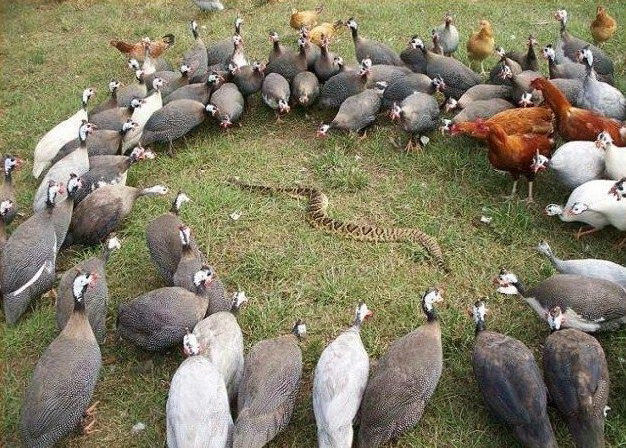 626x448, 184 Kb / птицы, змея, трава, цесарки, куры