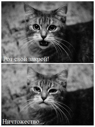 367x491, 41 Kb / кот, рот, закрой, ничтожество