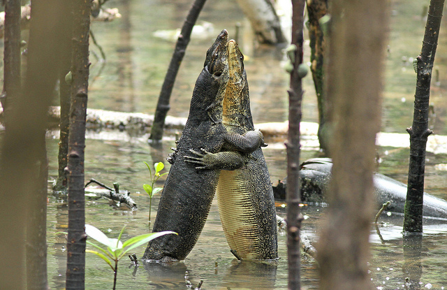 640x415, 215 Kb / варан, парк, сингапур, обнимашки