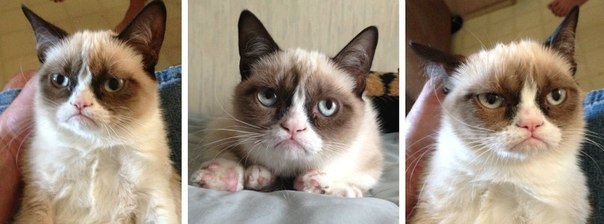 604x224, 33 Kb / кот, несчастье, триптих