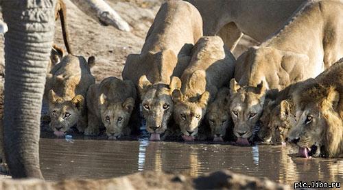 500x278, 31 Kb / львы, слон, водопой
