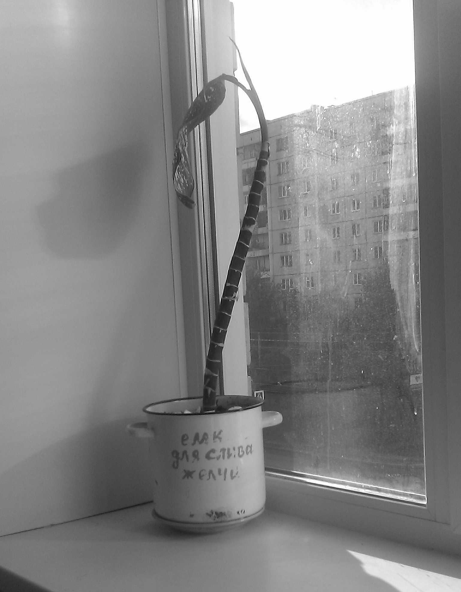 1538x1977, 148 Kb / больница, цветок, кастрюля