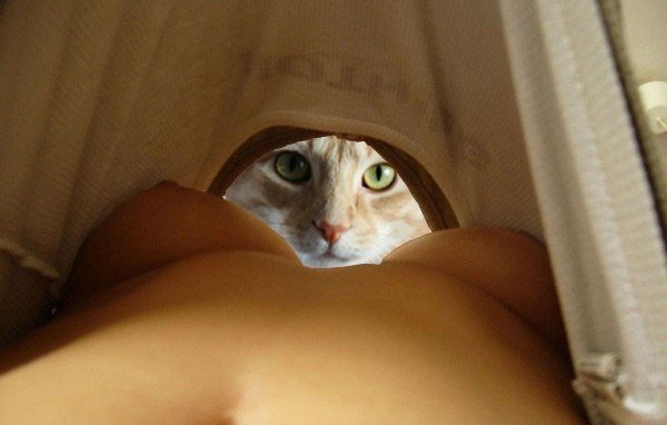 600x382, 38 Kb / грудь, кот, футболка, ворот