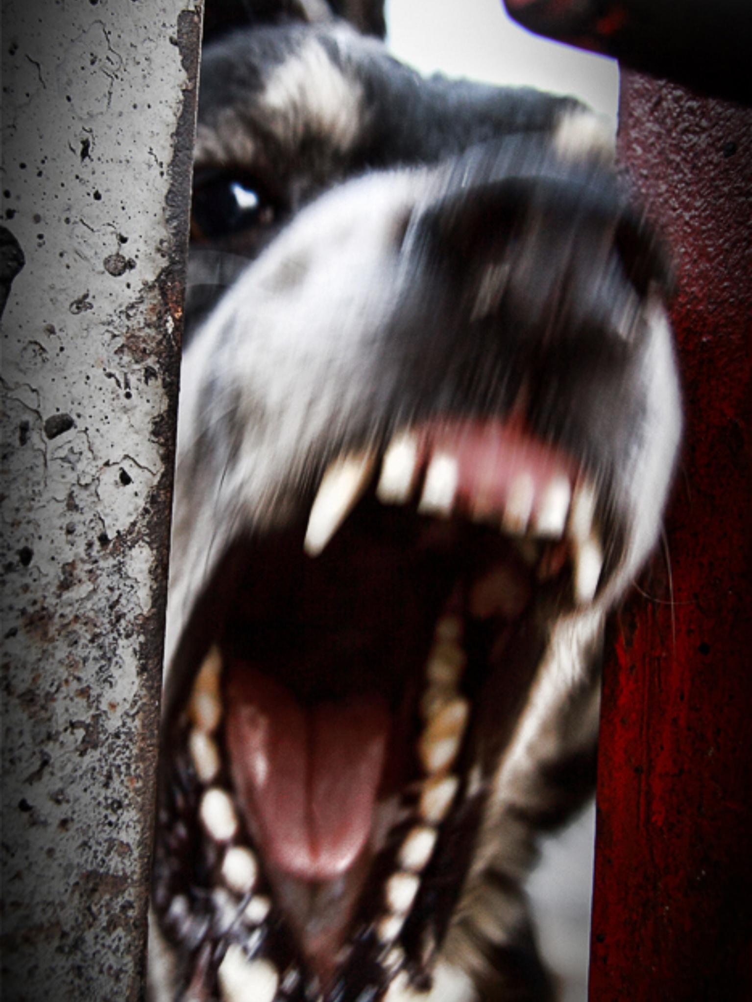 1535x2047, 243 Kb / собака, пасть, зубы, гав