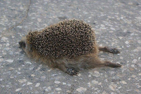 600x401, 62 Kb / ёжик, устал, пятница