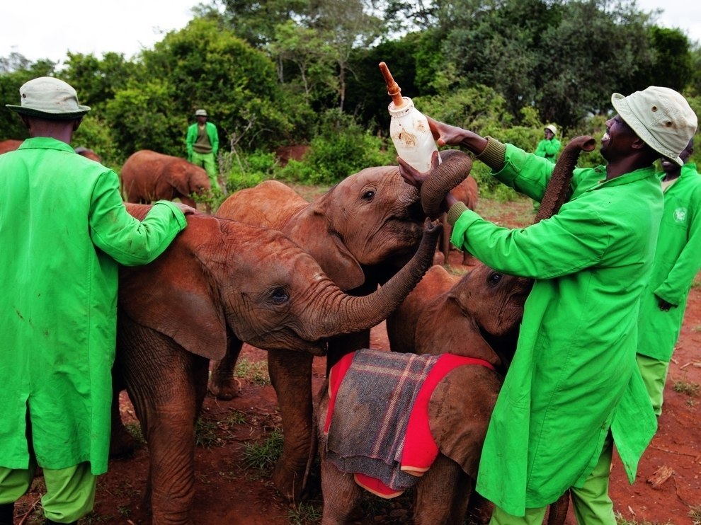 990x742, 188 Kb / слонята, еда, кормежка