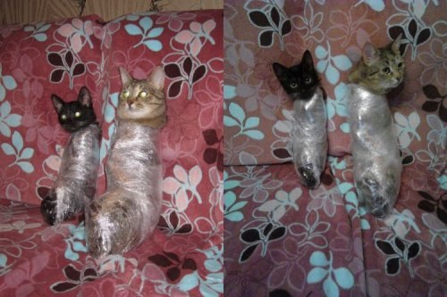 500x333, 46 Kb / коты, стрейч