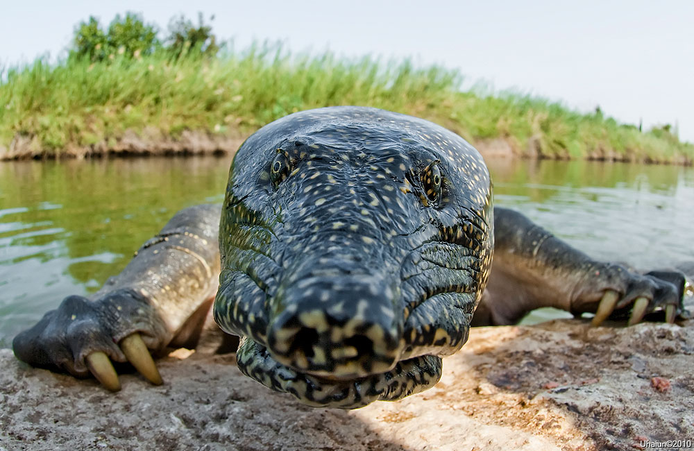 1000x650, 154 Kb / крокодил, рептилия