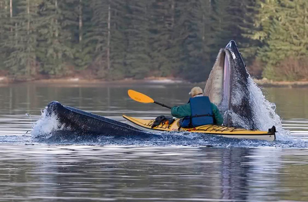 999x656, 121 Kb / весло,кепка,кит