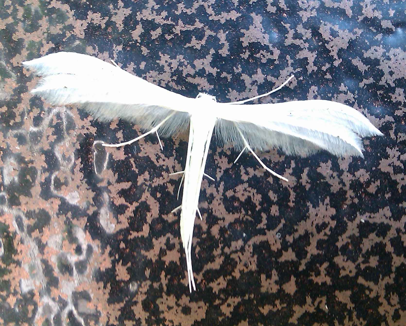 1671x1340, 228 Kb / моль, мотылек