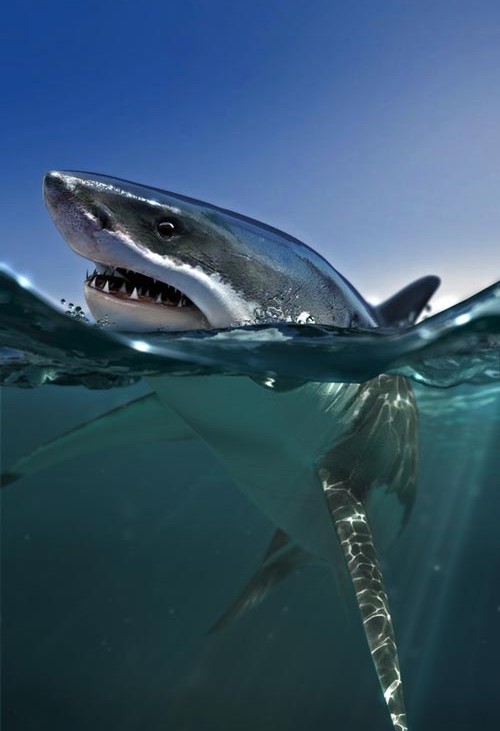 500x731, 46 Kb / акула