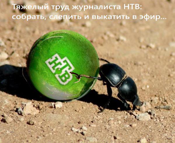 600x491, 49 Kb / нтв, жук, навозник