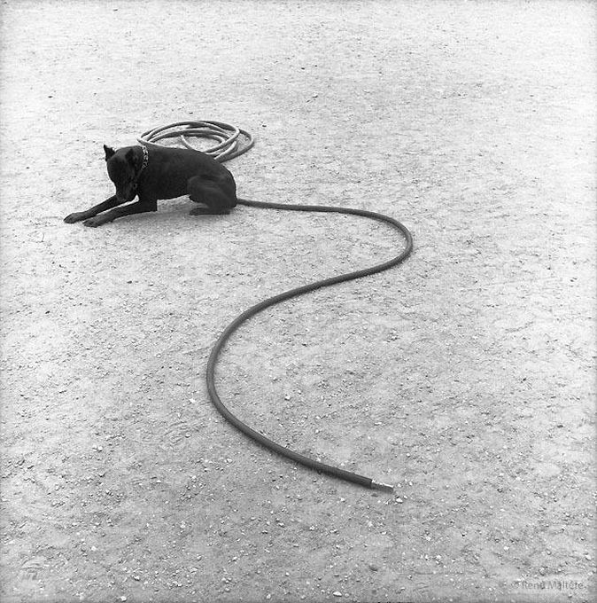 674x680, 132 Kb / собака, шланг, ч/б, хвост