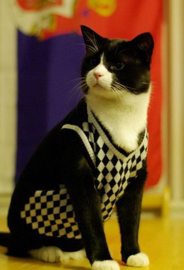 629x919, 125 Kb / кот, свитер, пуловер, стол