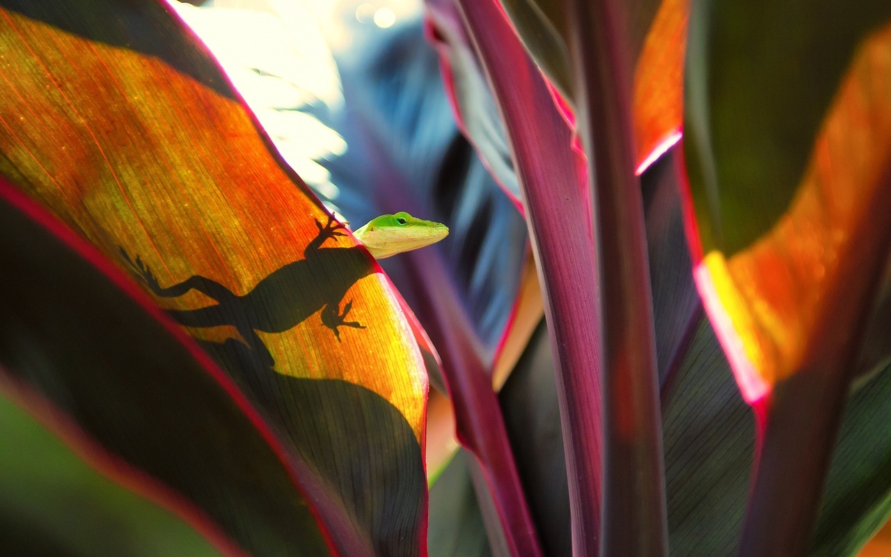 1280x800, 275 Kb / Ящерица, свет, листья