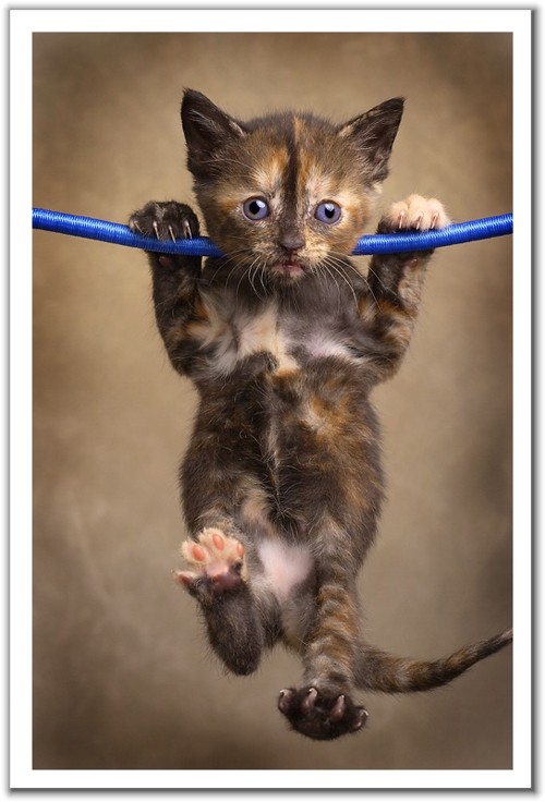 500x736, 74 Kb / котёнок, провод