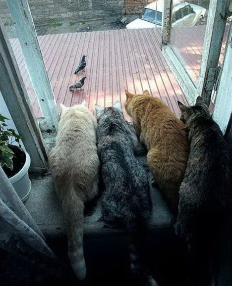 468x578, 111 Kb / окно, коты