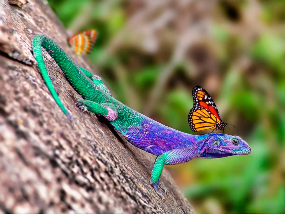 999x749, 250 Kb / ящерица, бабочка