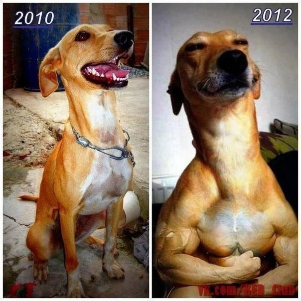 604x604, 85 Kb / собака, качака