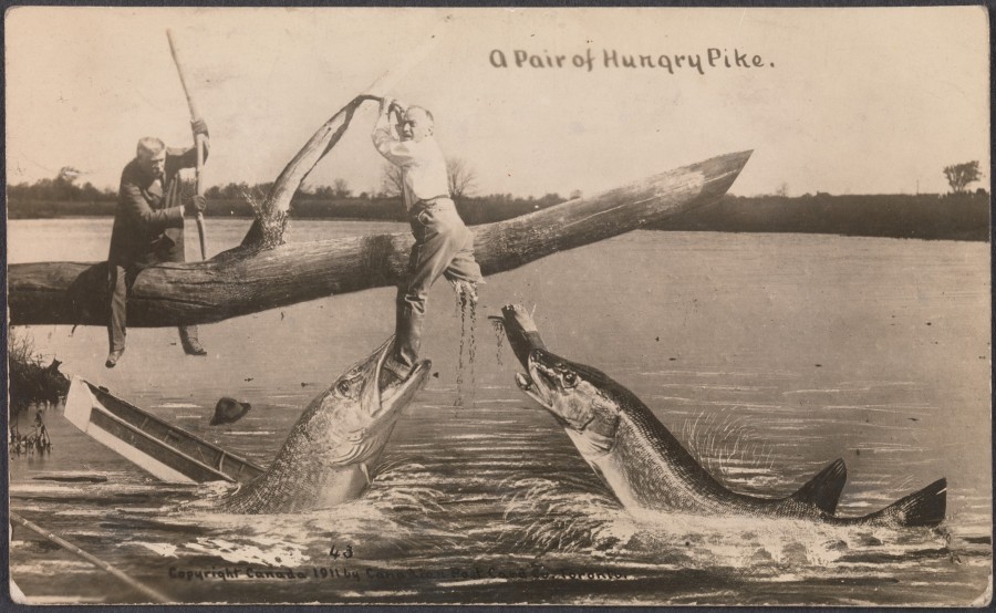 900x554, 128 Kb / щука, рыбалка, ч/б