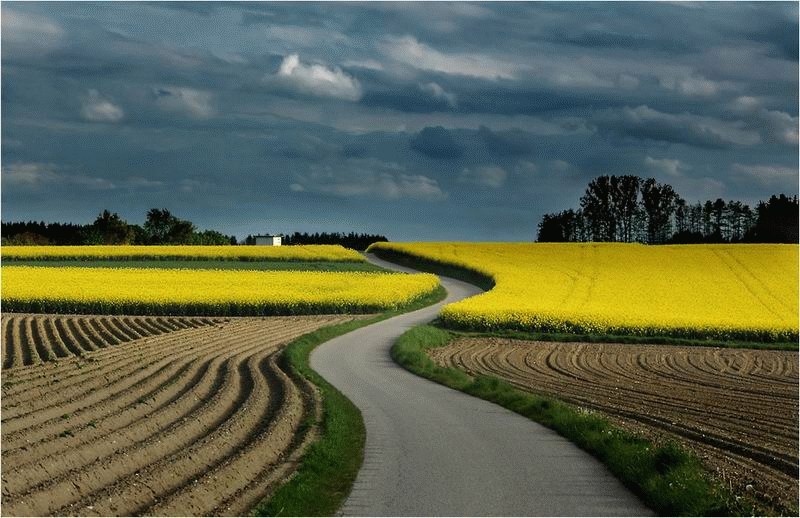 800x518, 107 Kb / поле, дорога, небо