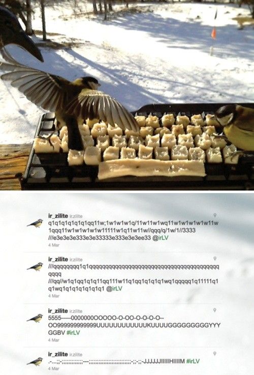 500x738, 81 Kb / сало, птицы, синица, кормушка, зима