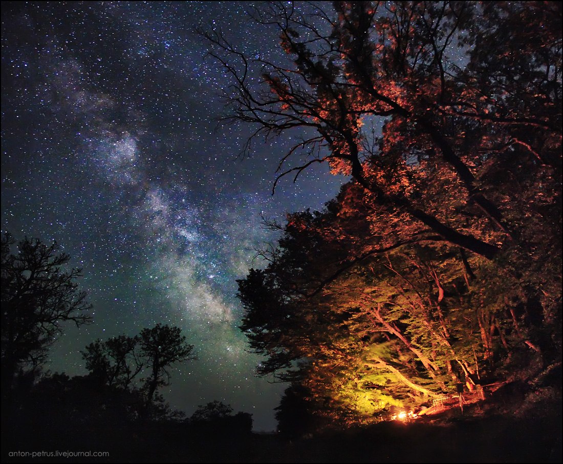 1100x908, 288 Kb / звезды, небо, млечный путь, деревья, природа