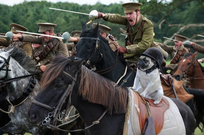 700x464, 67 Kb / собака на коне