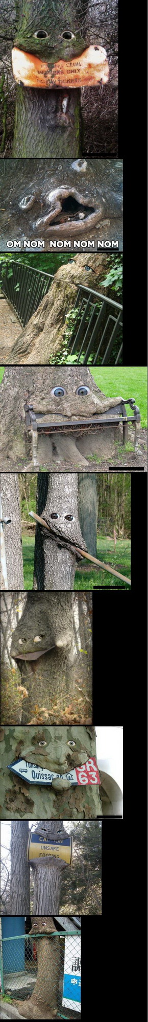 290x2000, 274 Kb / дерево, рожи, деревья