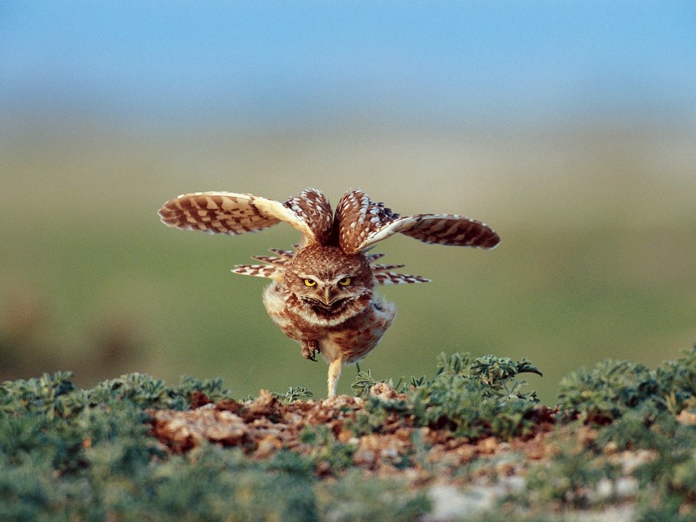 990x742, 132 Kb / сова, крылья, взлет