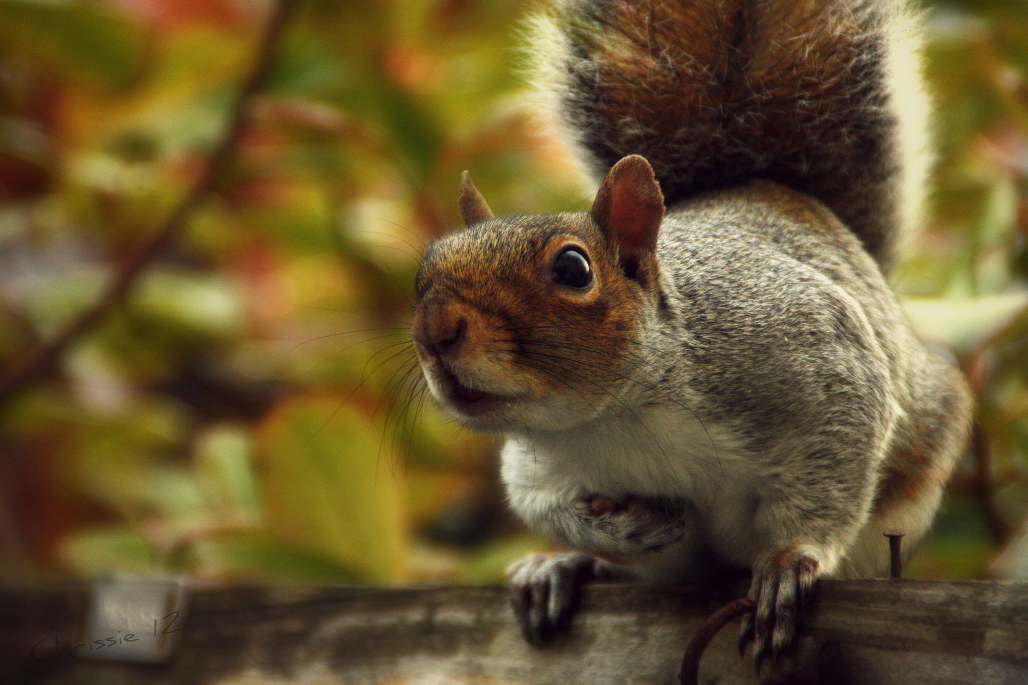 2048x1365, 296 Kb / Белка, орешки, взгляд