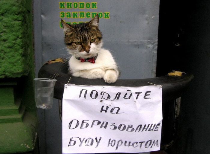 700x515, 61 Kb / кот, юрист, попрошайка