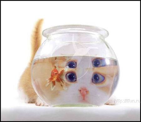 450x392, 22 Kb / аквариум, кот, рыба, глаза