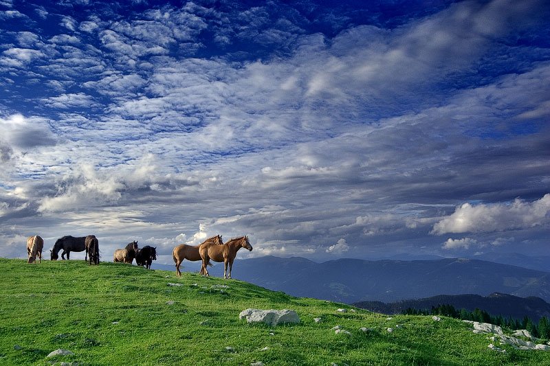 800x533, 121 Kb / лошади, небо, пейзаж
