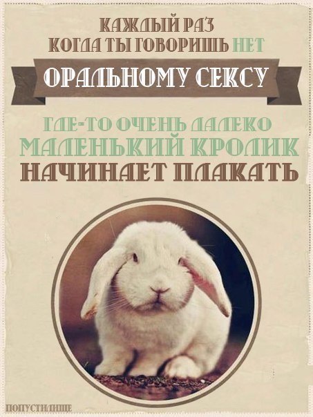 453x604, 58 Kb / кролик, оральный секс