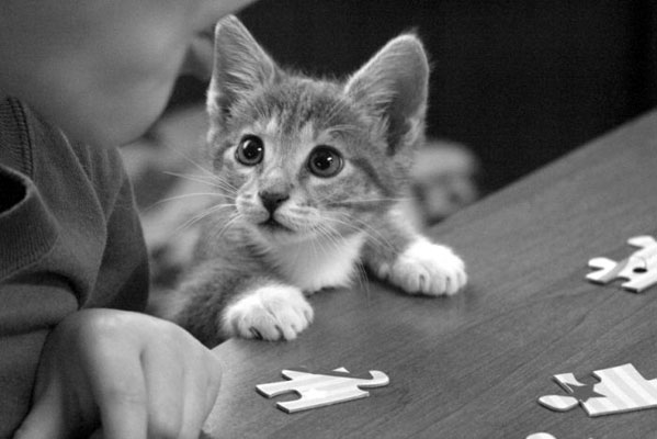 599x400, 37 Kb / Кот, стол, пазл