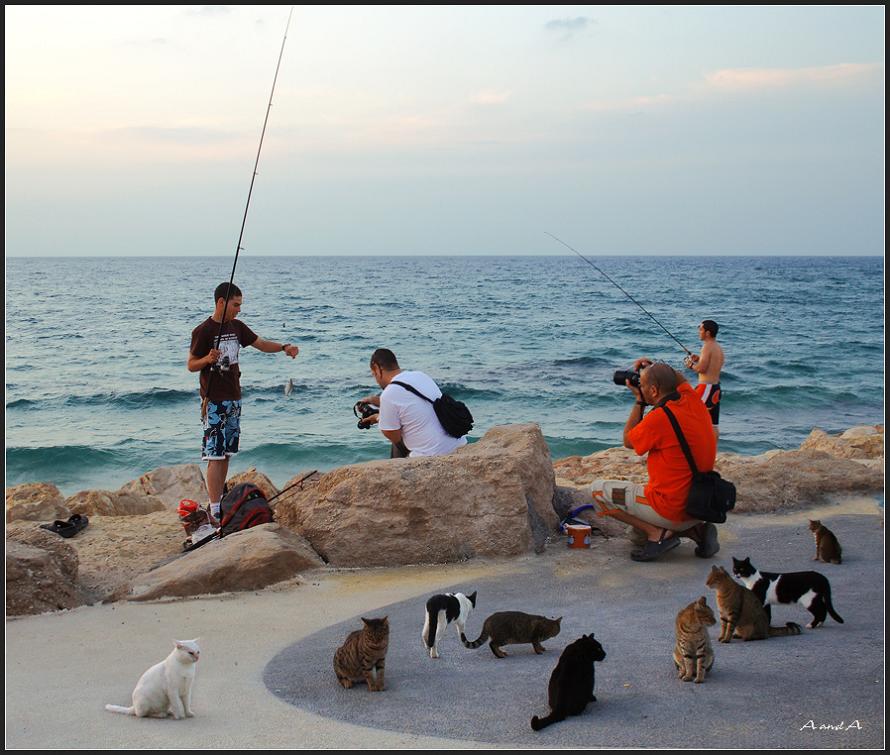 890x755, 99 Kb / море, камни, рыбаки, кошки, фотограф