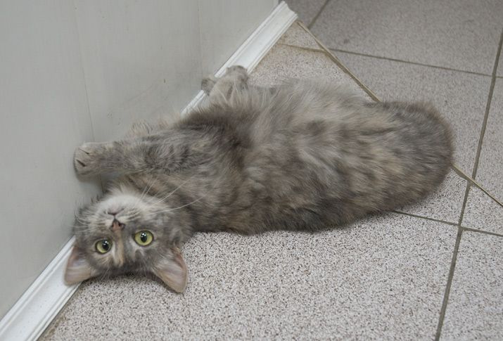 715x485, 61 Kb / кот, кафель, пол, плинтус