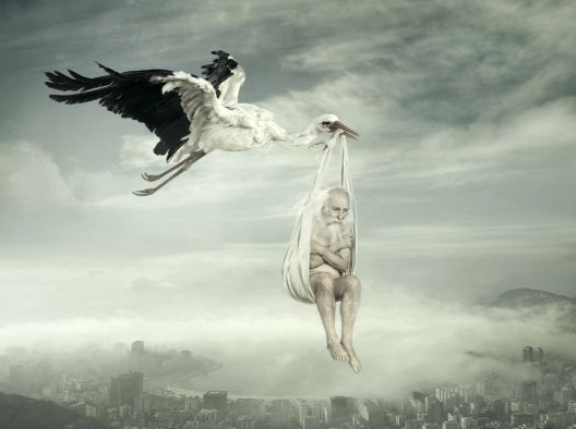 528x394, 90 Kb / аист, старик