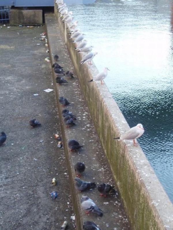 600x800, 80 Kb / голуби, чайки, бордюр