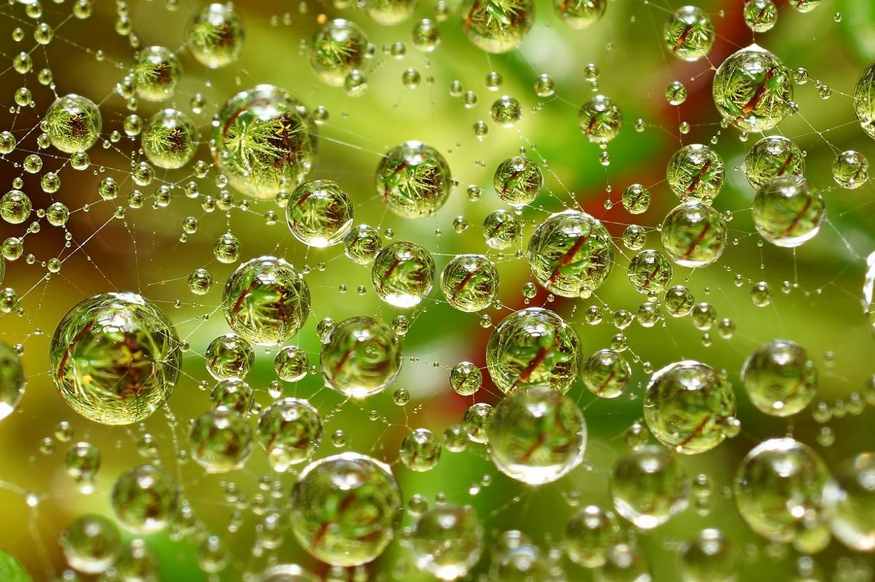 1255x834, 210 Kb / паутина,капли,отражение