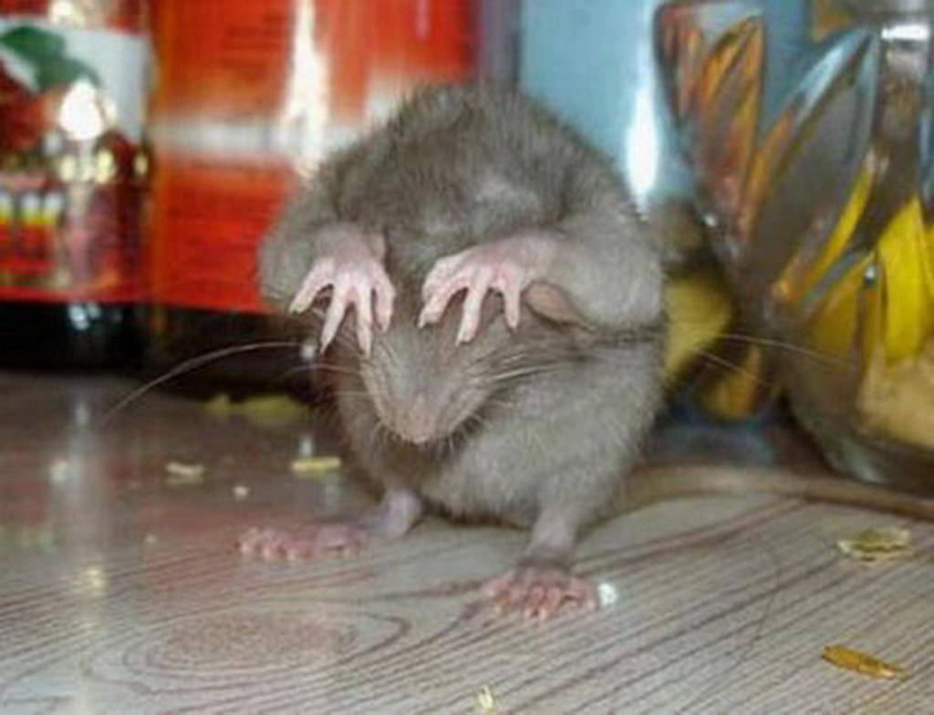 1024x784, 161 Kb / хомяк, грызун, стол